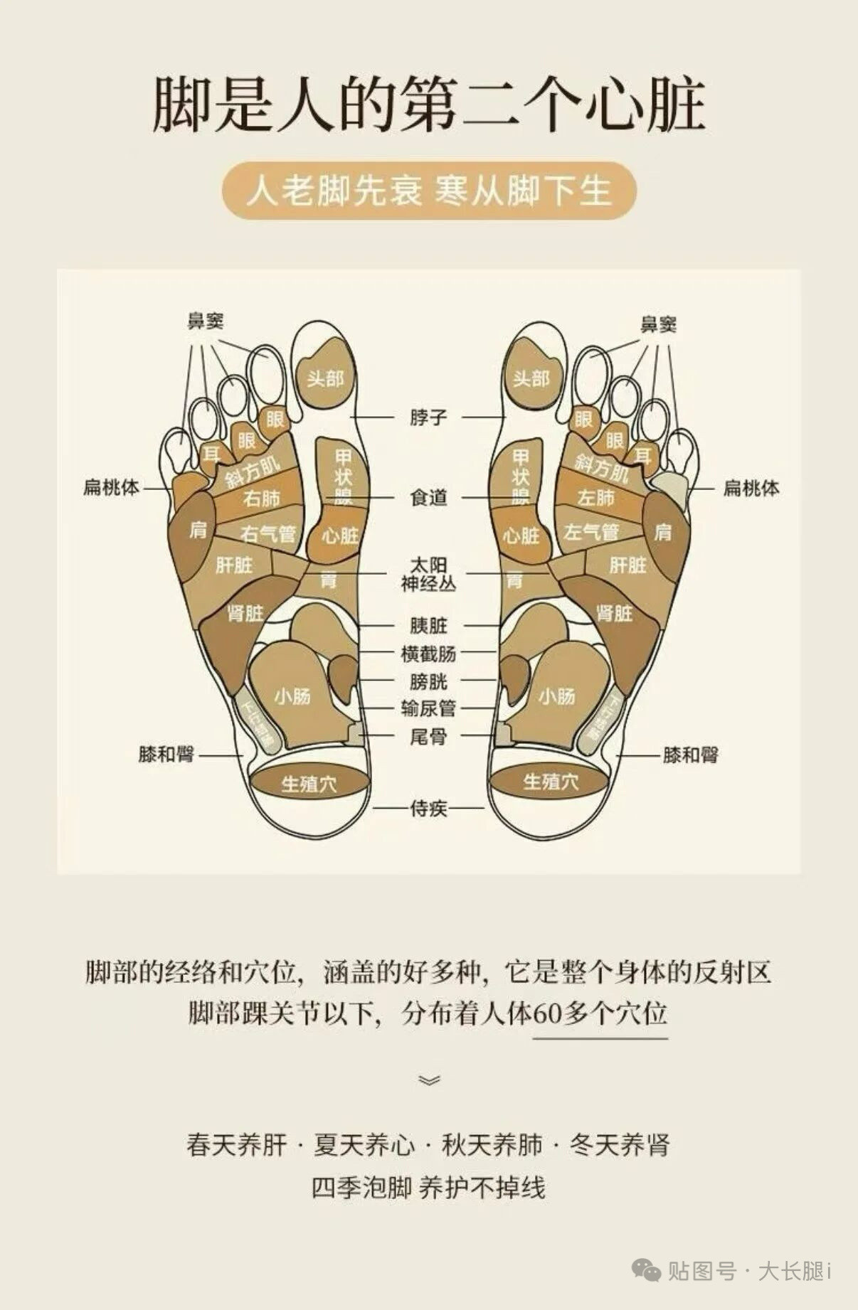 夏天泡脚是顶级养生！因为夏天最热，人体阳气在夏天最旺盛【宜养心】。而双脚汇集全身