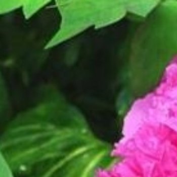 牡丹花的种植方法：1、种植时间牡丹花种子一般在八月上旬、中旬成熟，种子熟透后进行