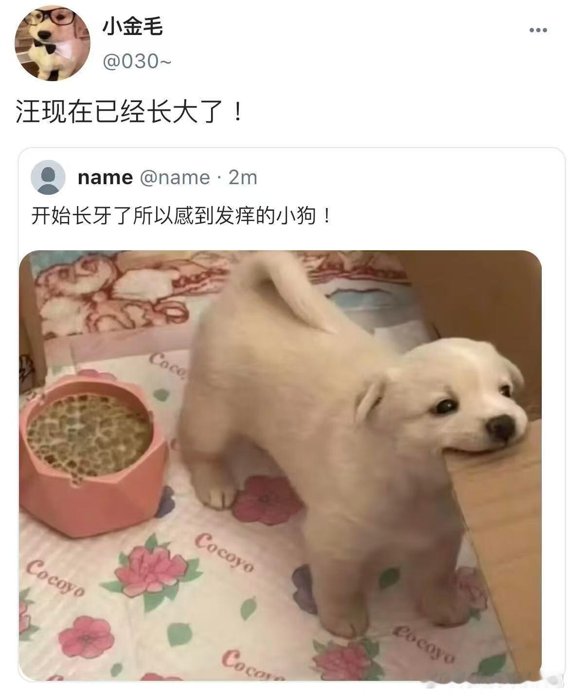 假如小动物们都上网belike：