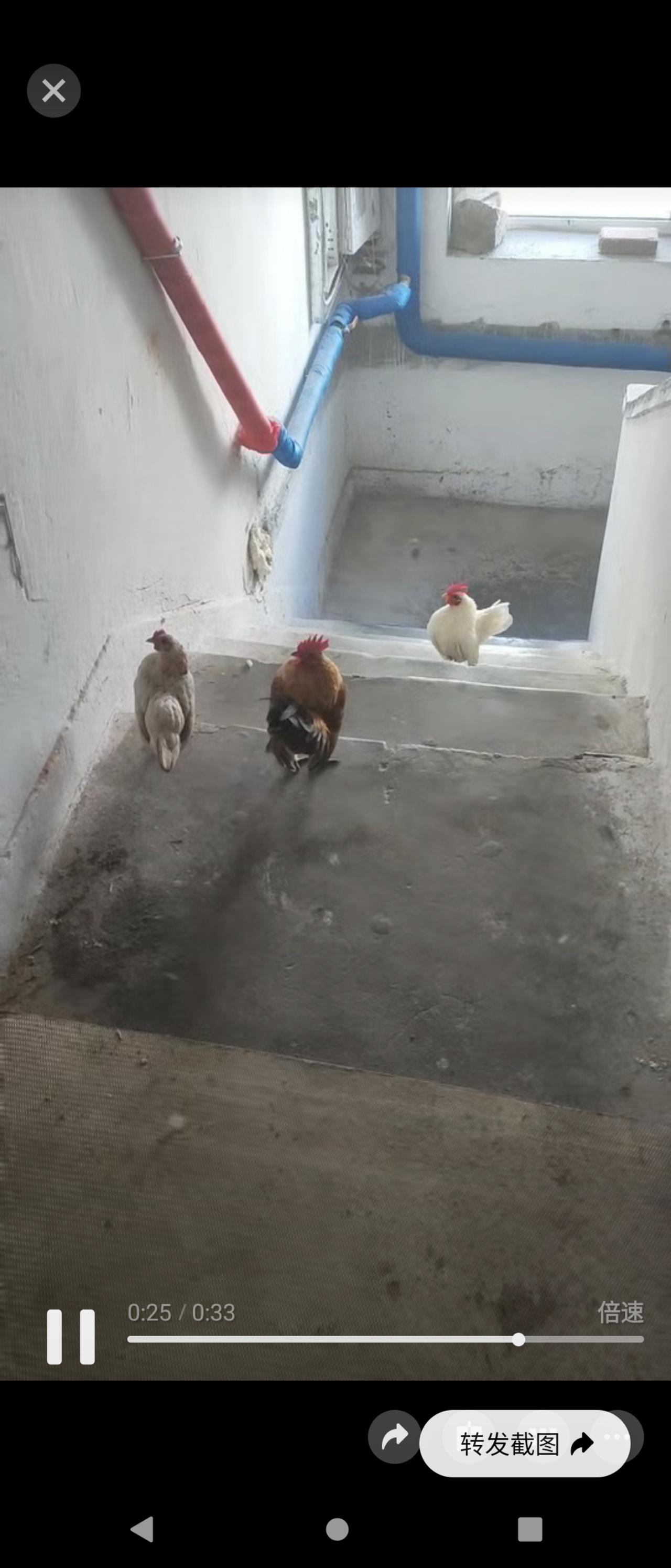 哈尔滨，三机老区，某栋2楼的住户，在楼道里养鸡，听邻居说，鸡还有攻击性，（谁也管