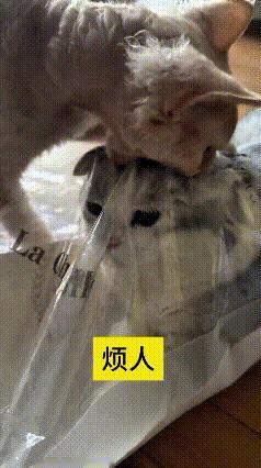 瞅瞅这俩猫咪的互动，真是把无奈写在了脸上。大花猫只想安安静静待着歇会儿，可调皮的