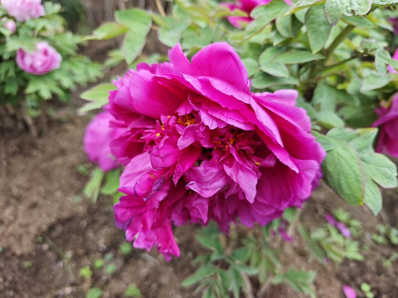 杭州西湖的春天美炸天，而西湖牡丹园更是惹人心醉，从虎跑路进入南山路不远处就是杭州