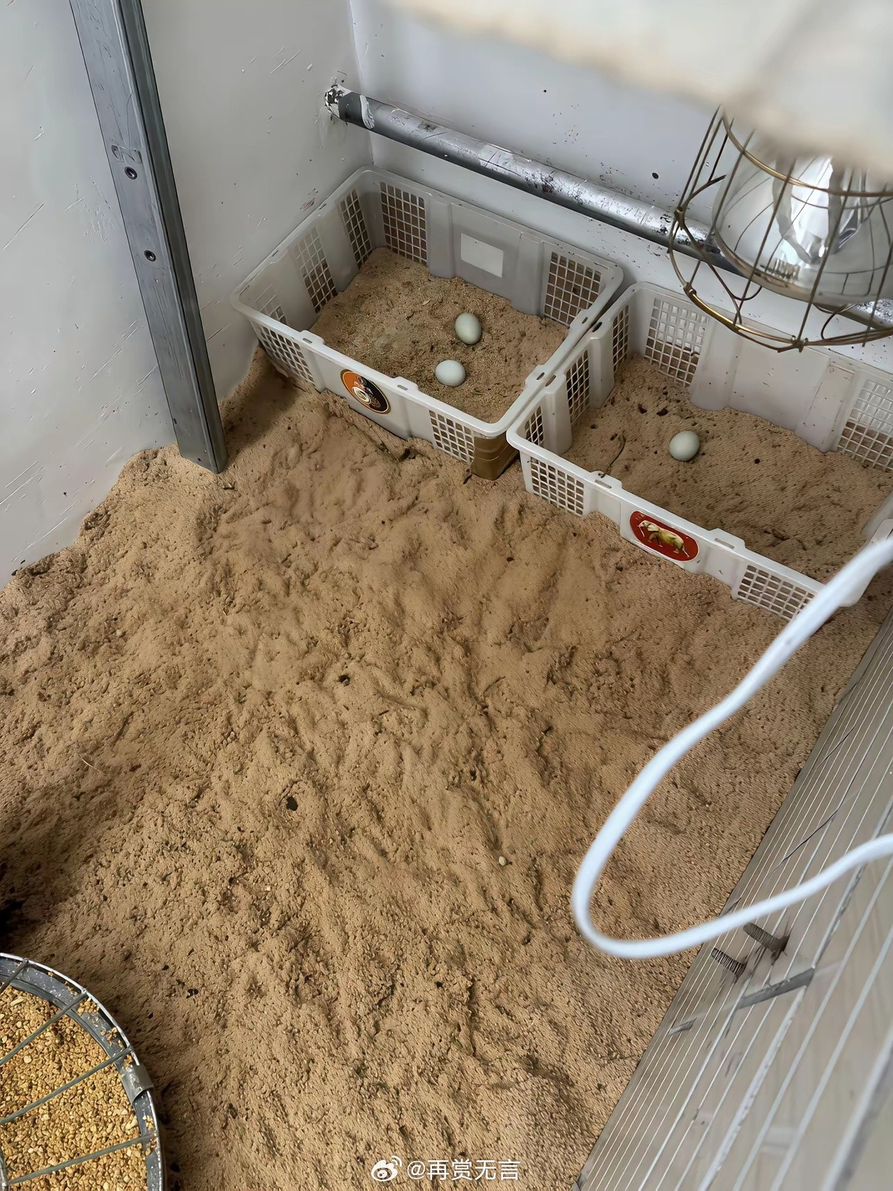 在家里养了几只鸡，被邻居投诉了。鸡都是白天才叫，刚好可以当他们的闹钟，搞不懂为啥