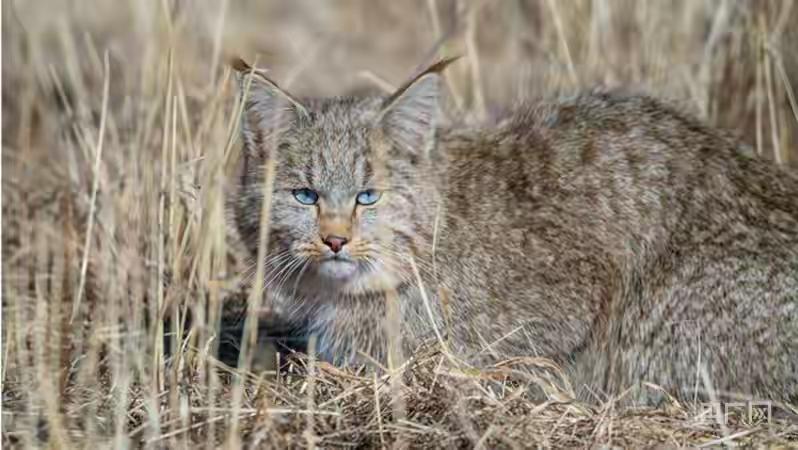 全球仅1只被圈养！2020年受伤截肢后被展出，是我国特有珍稀物种它就是——“