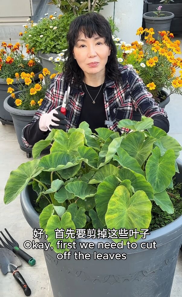 张曼玉香港豪华天台曝光，法国的花园更大气，女神退休生活好惬意