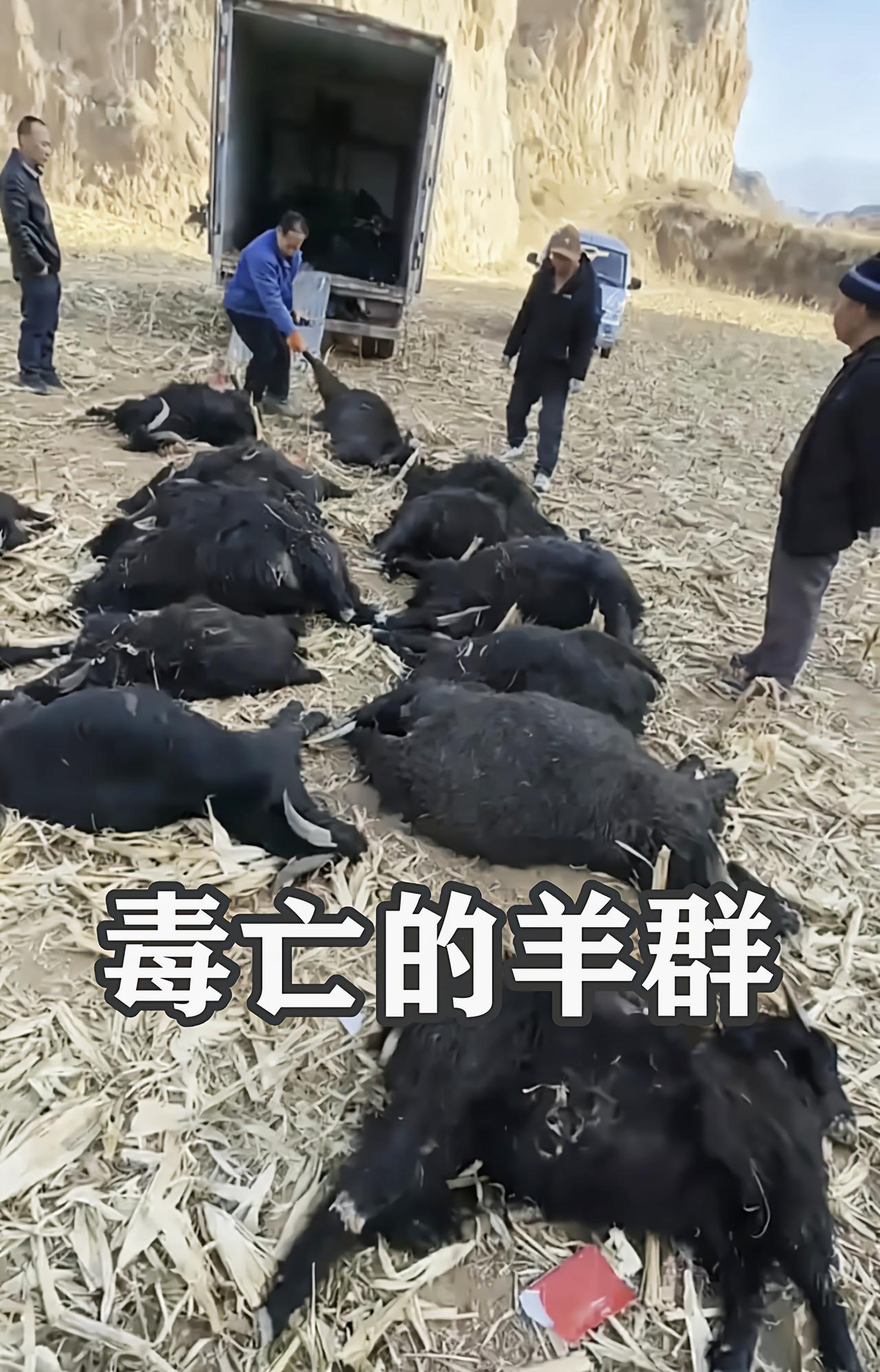“活了大半辈子，从没这么绝望过！”山西霍州，两位年过六旬的农村老人，省吃俭用养
