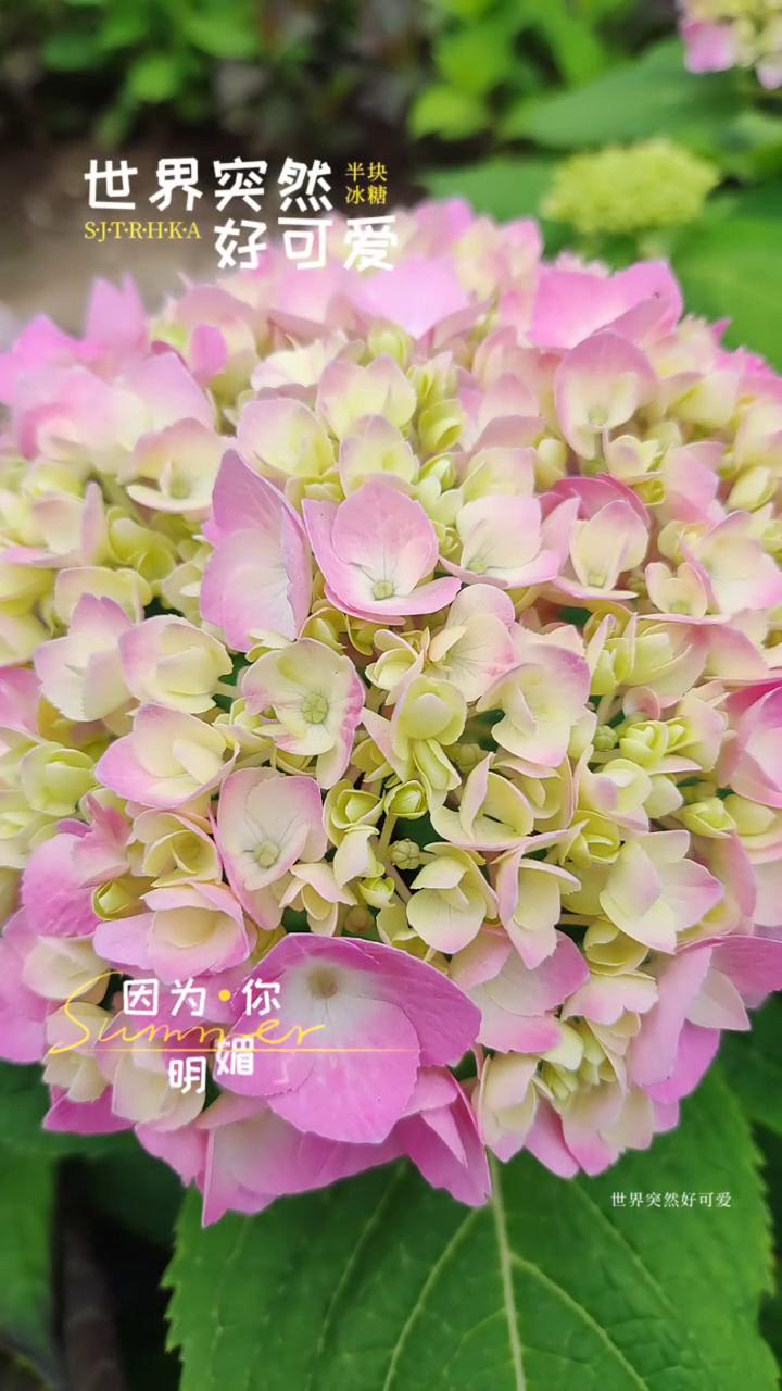 世界突然好可爱。世界突然好可爱，因为你明媚了起来。世界突然好可爱，因为你平凡的
