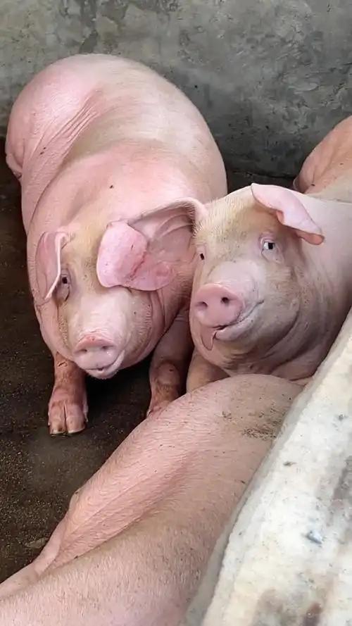 太悲惨了！99%的人都不知道：原来"种猪"的一生是这样的，与吃饱了睡，睡饱了吃，