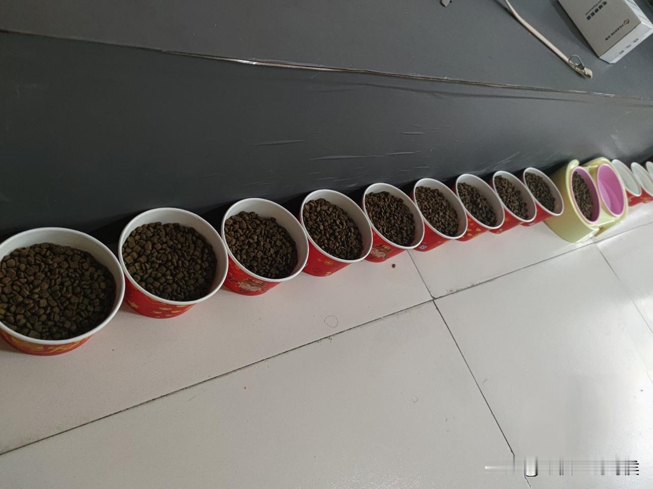 儿子昨天回来前，给我发的照片！我跟儿子都回老家过年，猫需要单独留在家里几天。