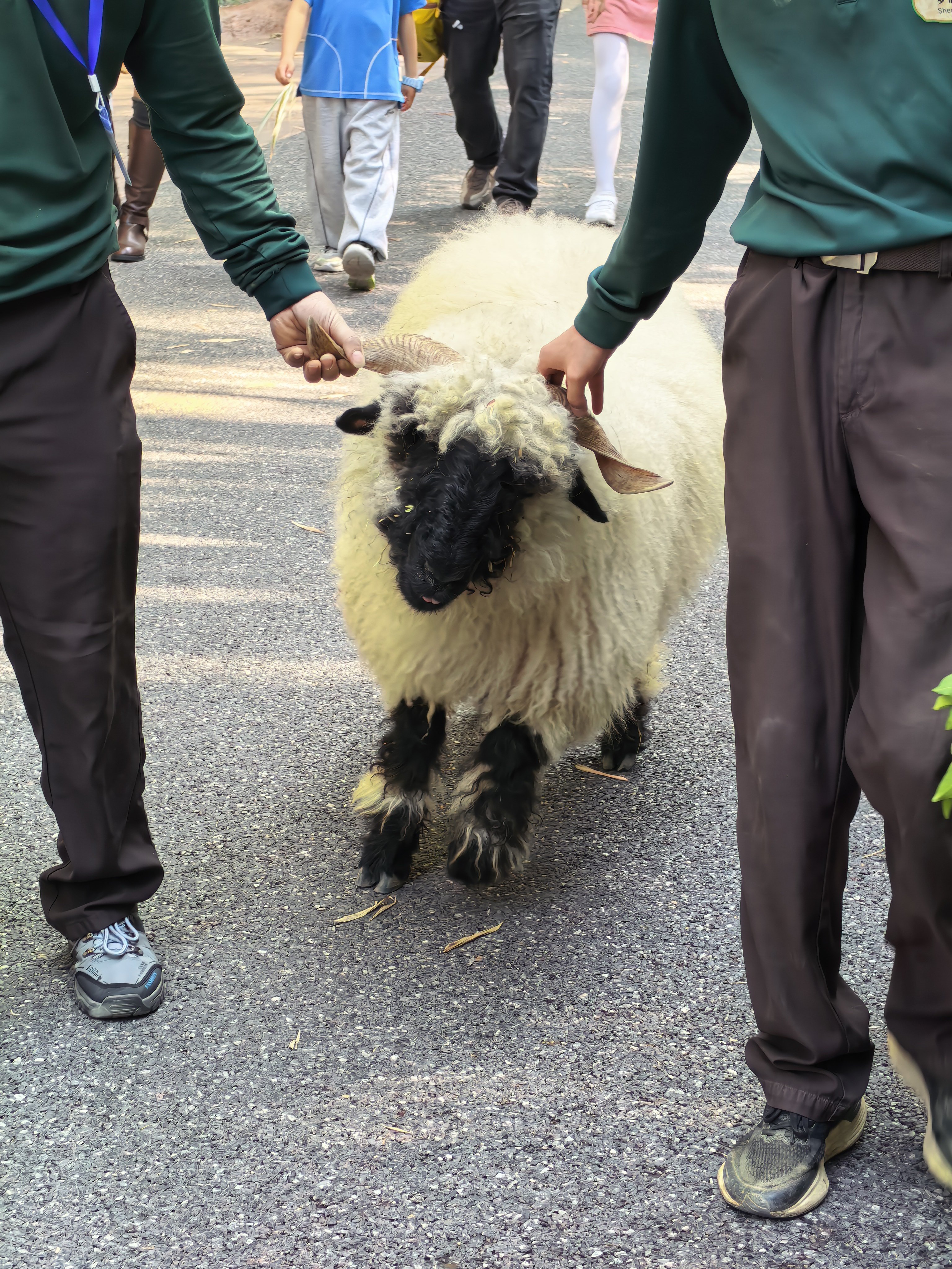 熊猫真爽呀每天躺平他有什么烦恼呢不像图二被拎着走