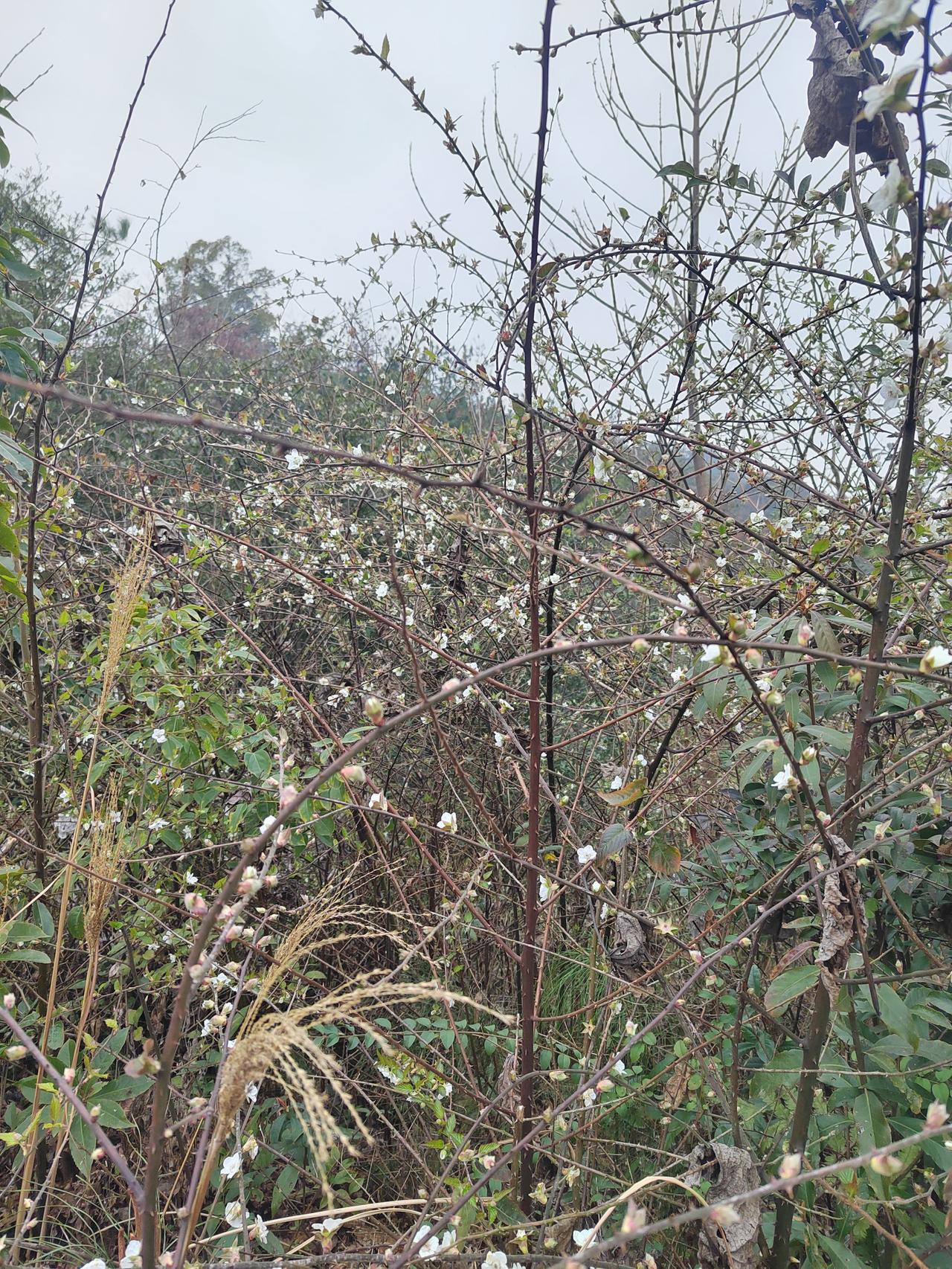 抽空爬了一次丰高界山大荷岭的山脊天路，由于薄雾弥漫，空气能见度不高，没能真正登高