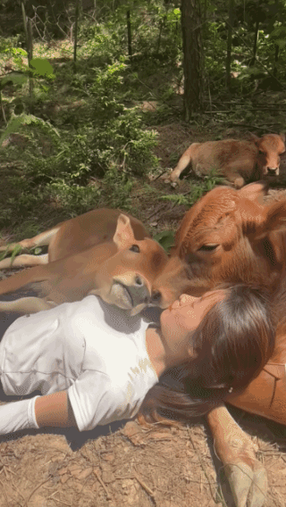 散养牛，自由自在，最科学的养牛方式！