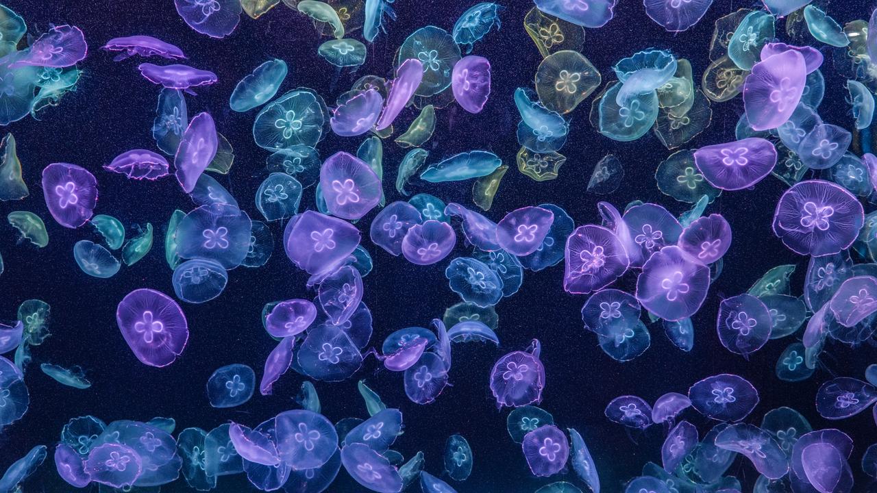 一组近距离水母摄影，海绵宝宝我们一起抓水母吧