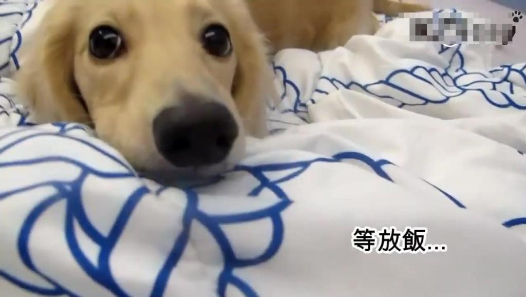 15194497982508057440.jpg?id=0