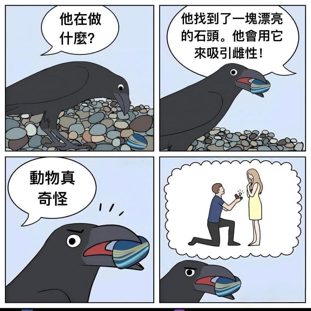 动物真奇怪