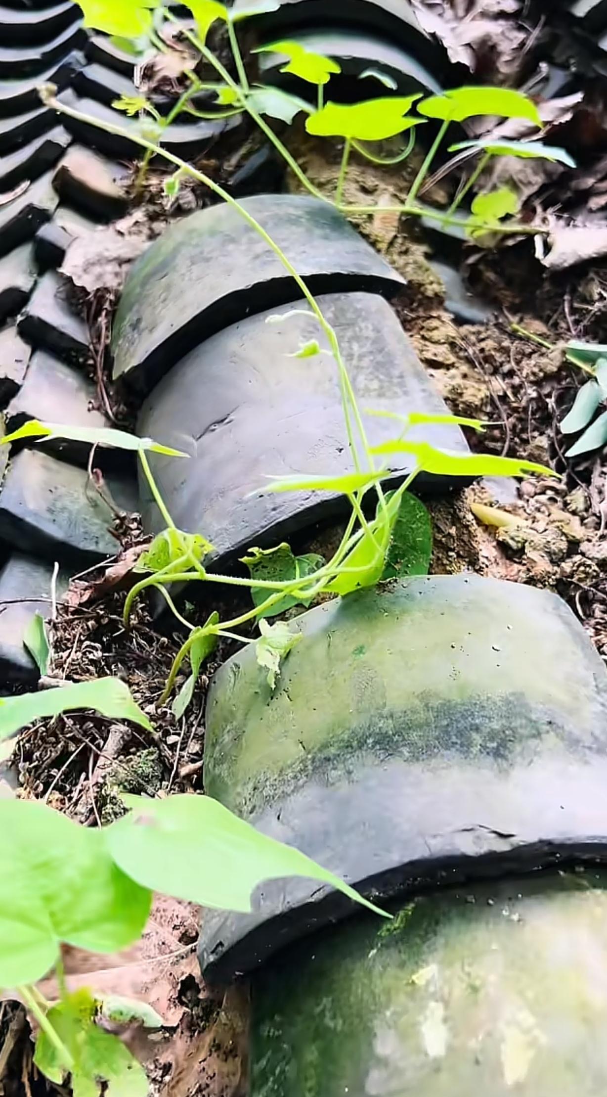 今年春天最想实现的心愿今年春天，我最想实现的心愿就是去山里住一晚。不是豪华民宿