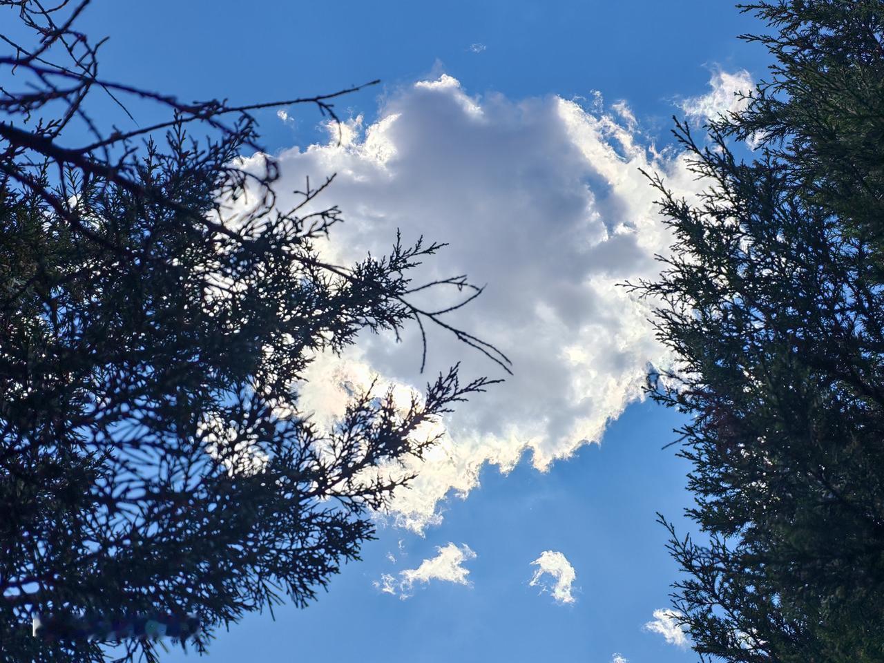 刚刚随手一拍，画面中是郁郁葱葱的森林枝叶，层层叠叠，宛如大自然精心编织的绿色帷幕