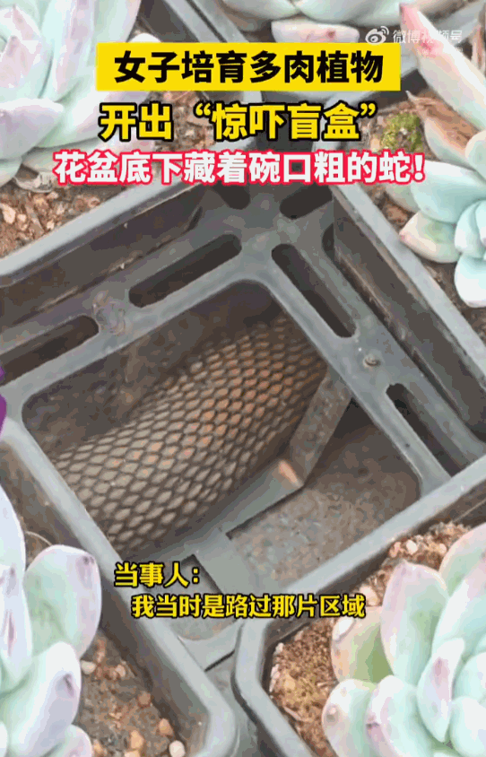 魂都吓飞了！云南昆明，一女子在自家阳台打理培育已久的多肉植物时，一觉察到花盆底下