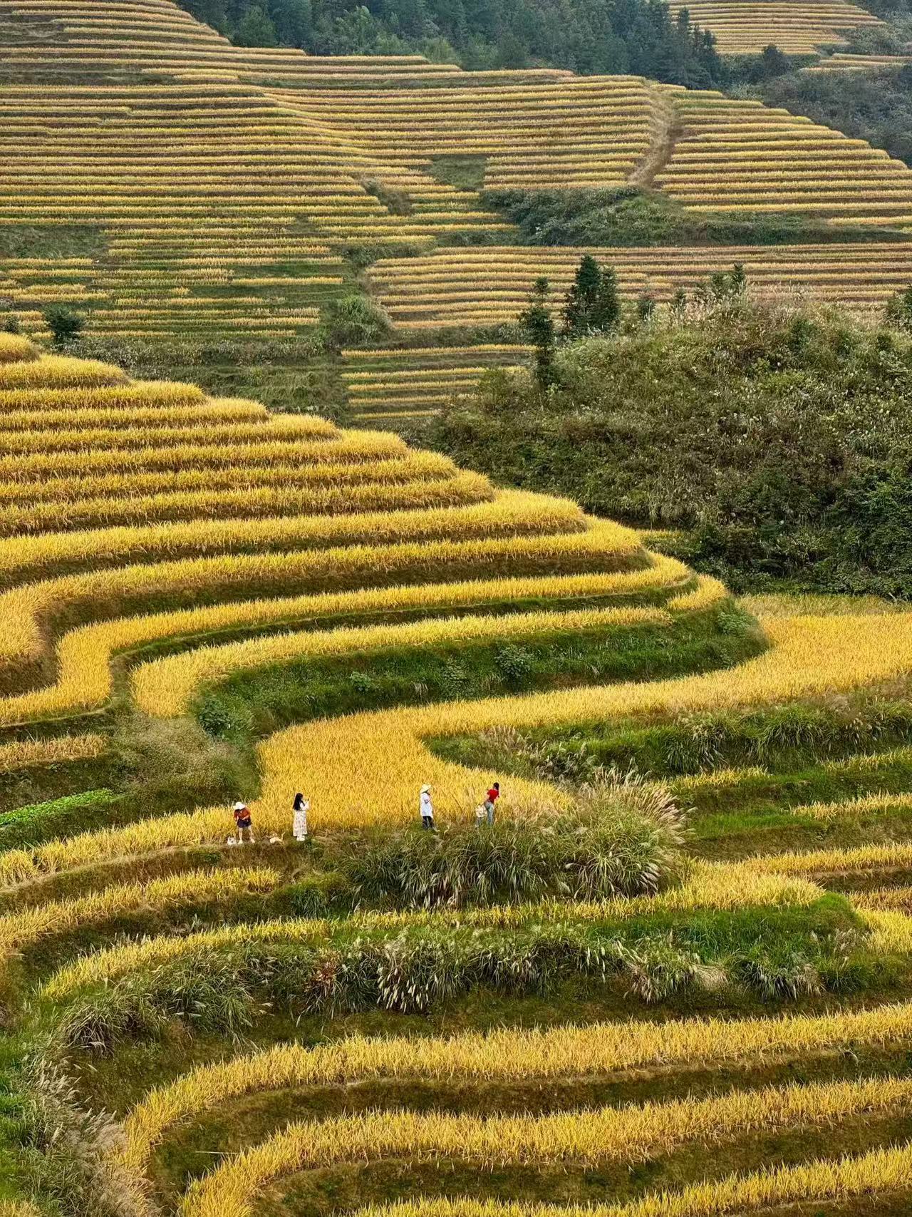 广西，龙脊梯田秋日旅游打卡攻略！