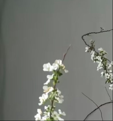 0000雪柳（喷雪花）1.栽培方式：园土+腐叶土，中性微酸土，耐贫瘠；落叶灌木