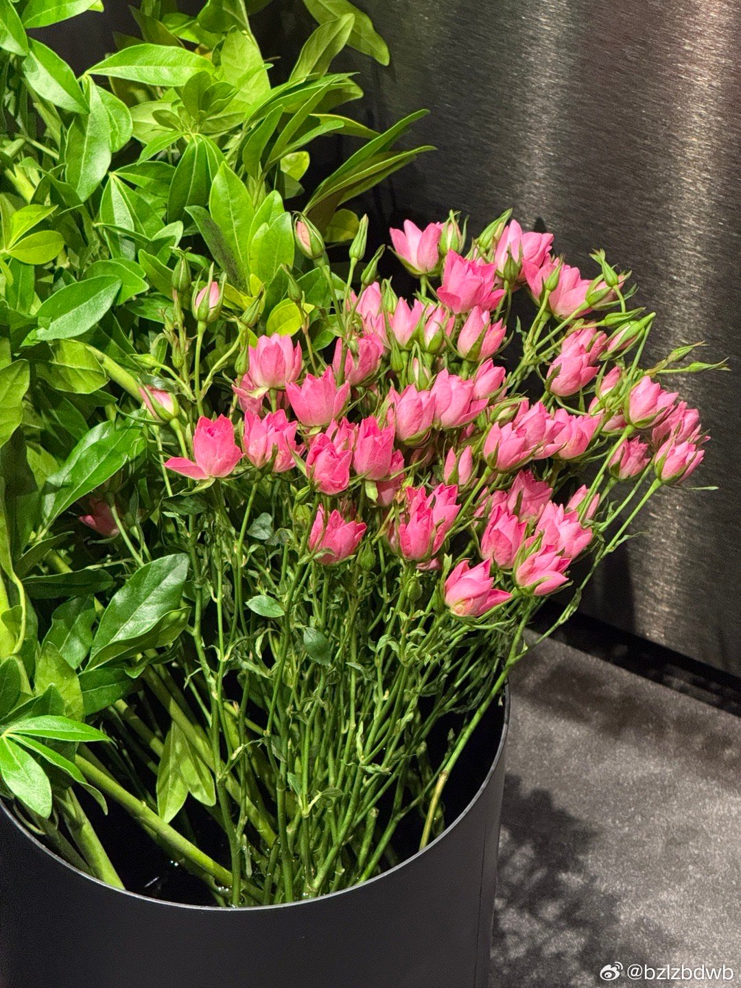 养花越来越上瘾目前家里最缺的就是花瓶🤦🏼♀️