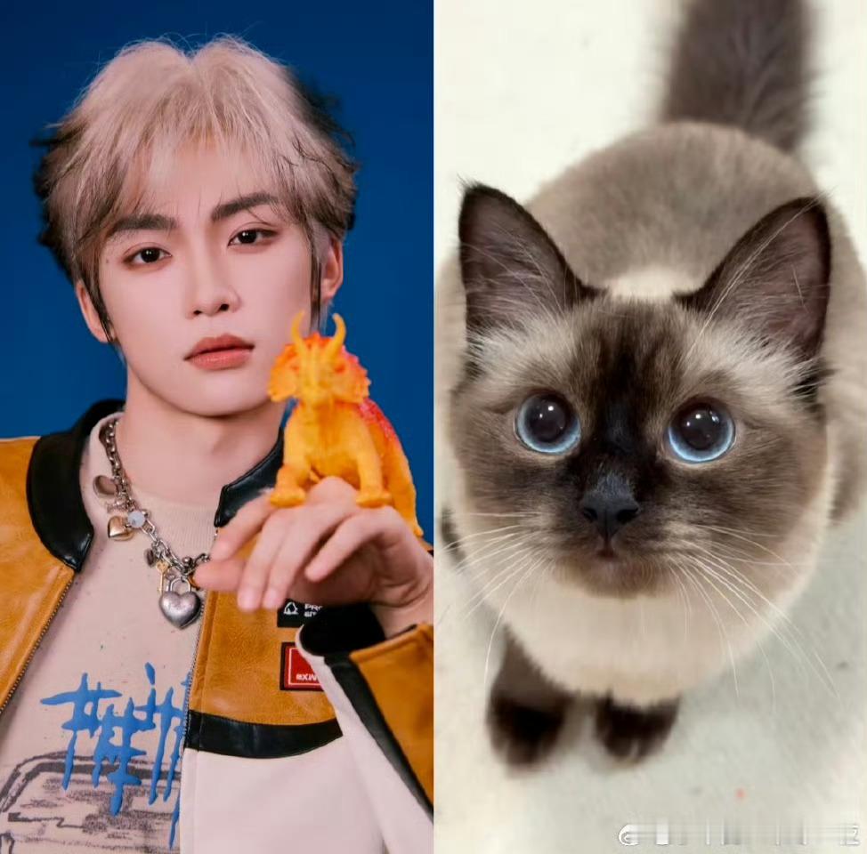 梓渝养了2只猫，寒冷的冬天有个伴了梓渝终于养猫了