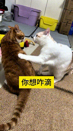 瞅这俩活宝太逗了，白猫伸爪子撩拨橘猫，一下又一下往人家身上摸。橘猫起初耐着性子，