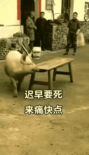 二师兄这是视死如归了呀[笑着哭]