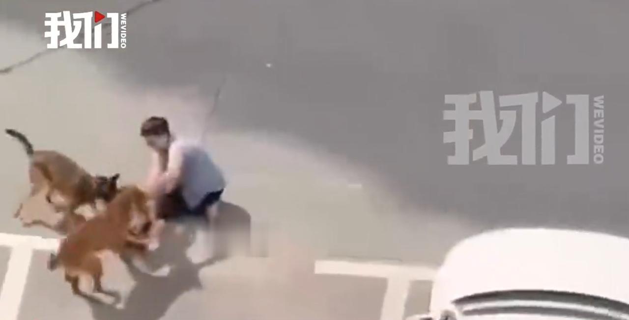 上海，一小区内发生狗伤人事件，年幼孩子躺在地面被两只犬只围攻撕咬，孩子家属当场上