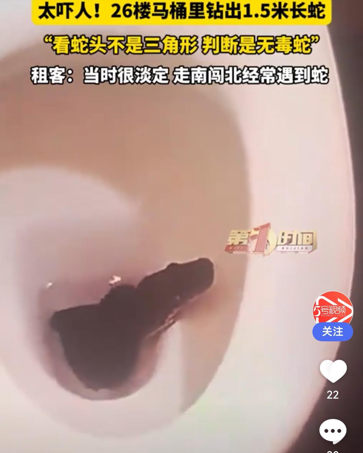 马桶惊现1.5米长蛇！成都26楼租户淡定回应：无毒，跑了就跑了“蹲个马桶都能
