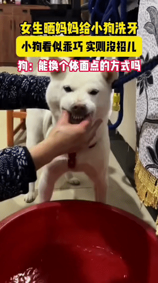妈妈给狗狗“硬核洗牙”火了！狗子全程不敢反抗，表情却让网友笑疯谁懂啊！刷到