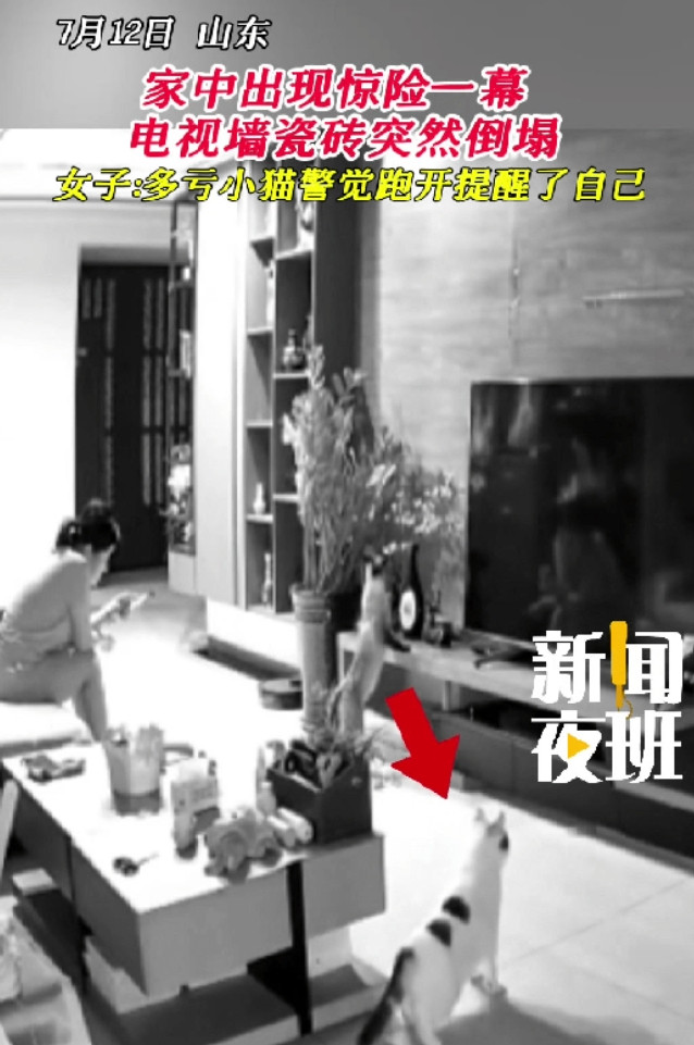 “太有灵性了！”山东，女子在家玩手机，旁边的猫咪突然惊恐的跑开，女子还不明所以，
