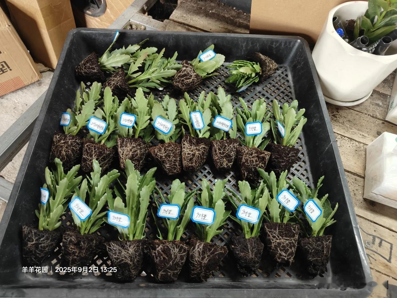 自家开放式大棚种植，长寿花品种500+，现在有大量小苗出售，新品种是顶芽。咸鱼接