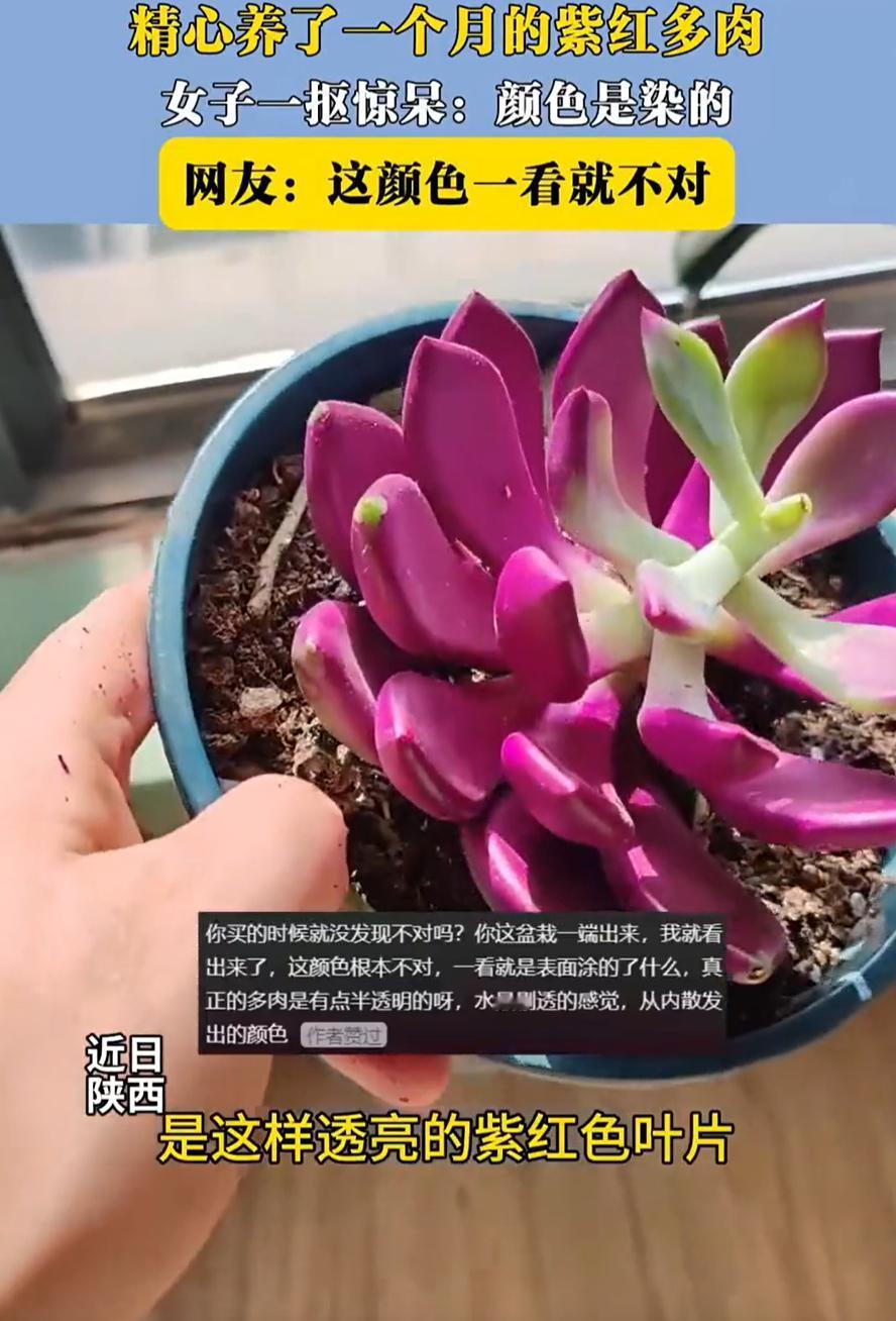 “天塌了！”陕西，女子买了一盆多肉，一个多月的时间每天都悉心照顾，可长着长着却发