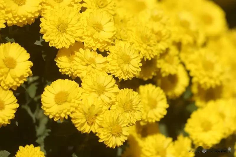 菊花的奇特之处可太多了。就说绿牡丹，花型呈扁球状，初开碧绿如玉，日晒后绿中透黄，