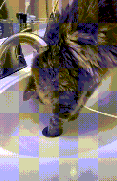 恁快看俺家这猫，真是精得跟个小精灵一样！俺梳头哩小卡子，一不小心掉洗手池那下水口