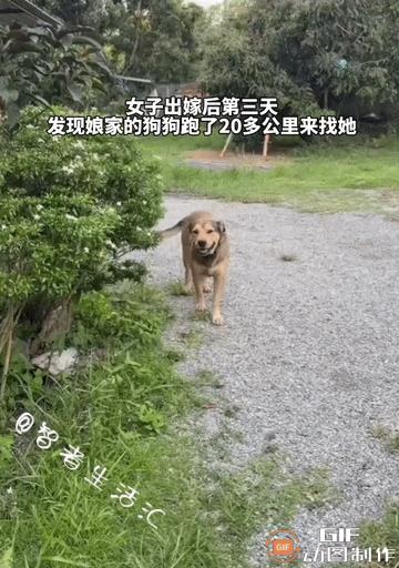 太有爱了！一名女子出嫁后第三天，不料娘家的狗狗跑20多公里来看望她，太感人了……