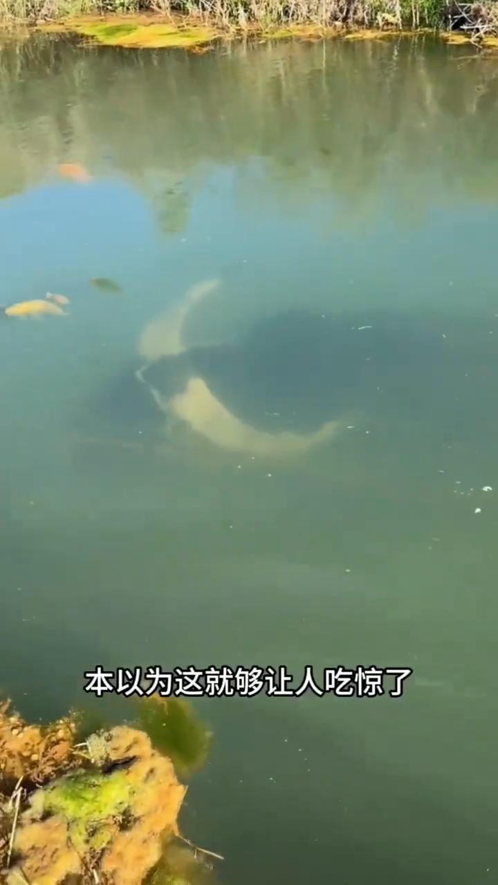 厉害的水牛。注意看眼前这头水牛，毫无迟疑直接把全身迈进河沟里。它的潜水能力比人