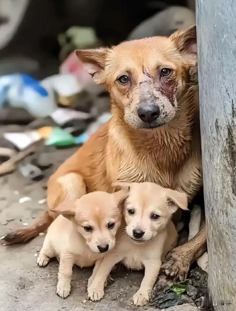 泪目了！这天一位阿姨去倒垃圾，结果再垃圾桶看到了令人同情的一幕，一只可怜的狗妈妈
