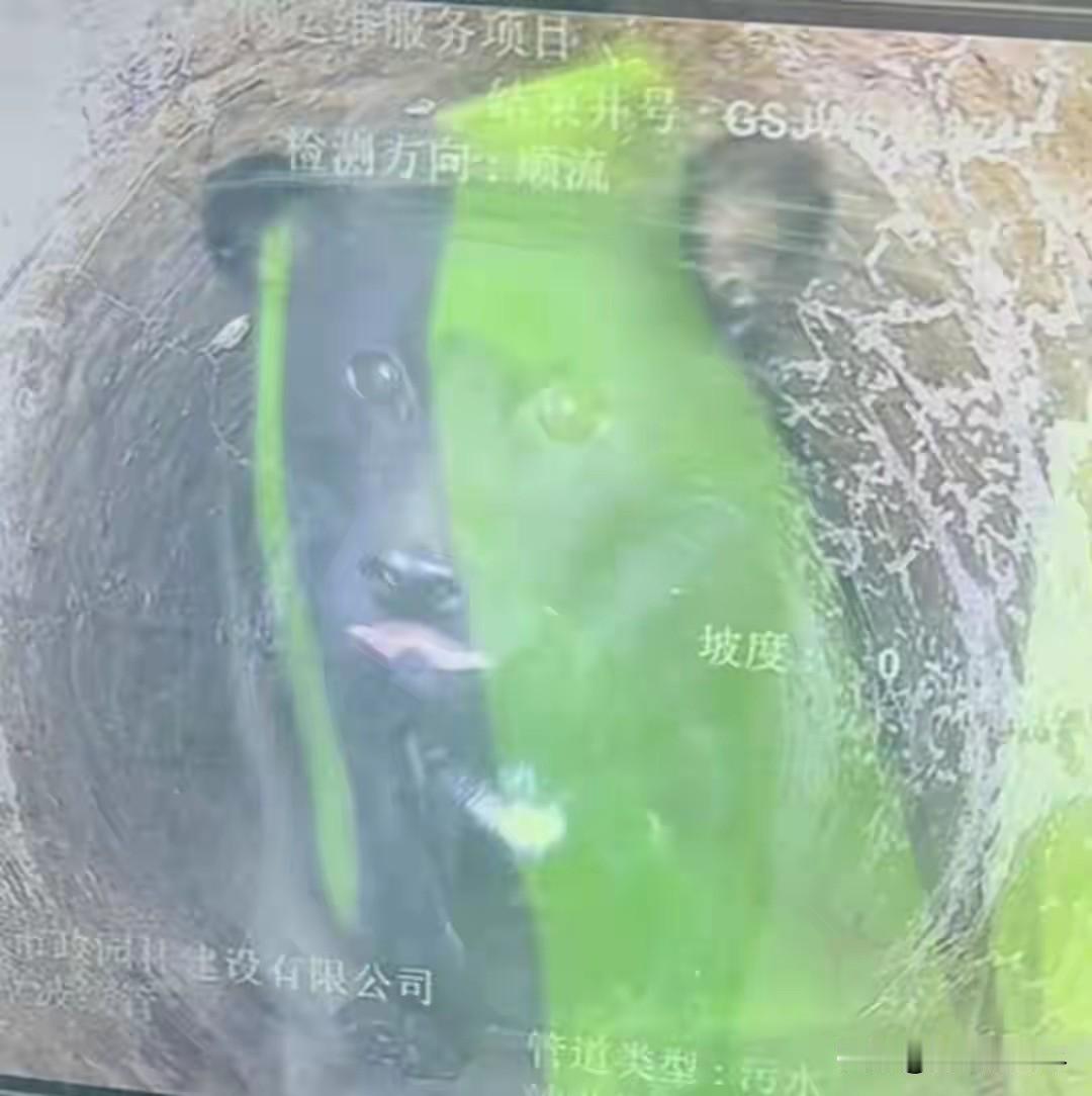 浙江一位老人四年前撞见小狗掉进管道爬不上来，井口又窄人下不去，只能每天带剩饭蹲边