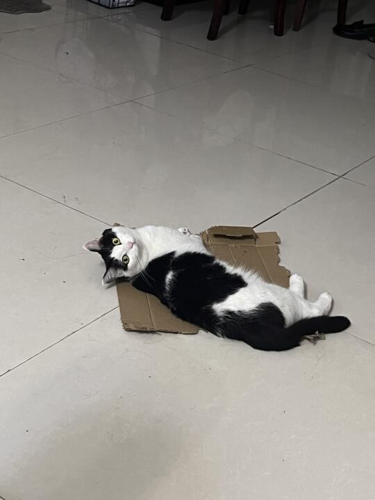 咪:金窝银窝不如自己的破纸盒