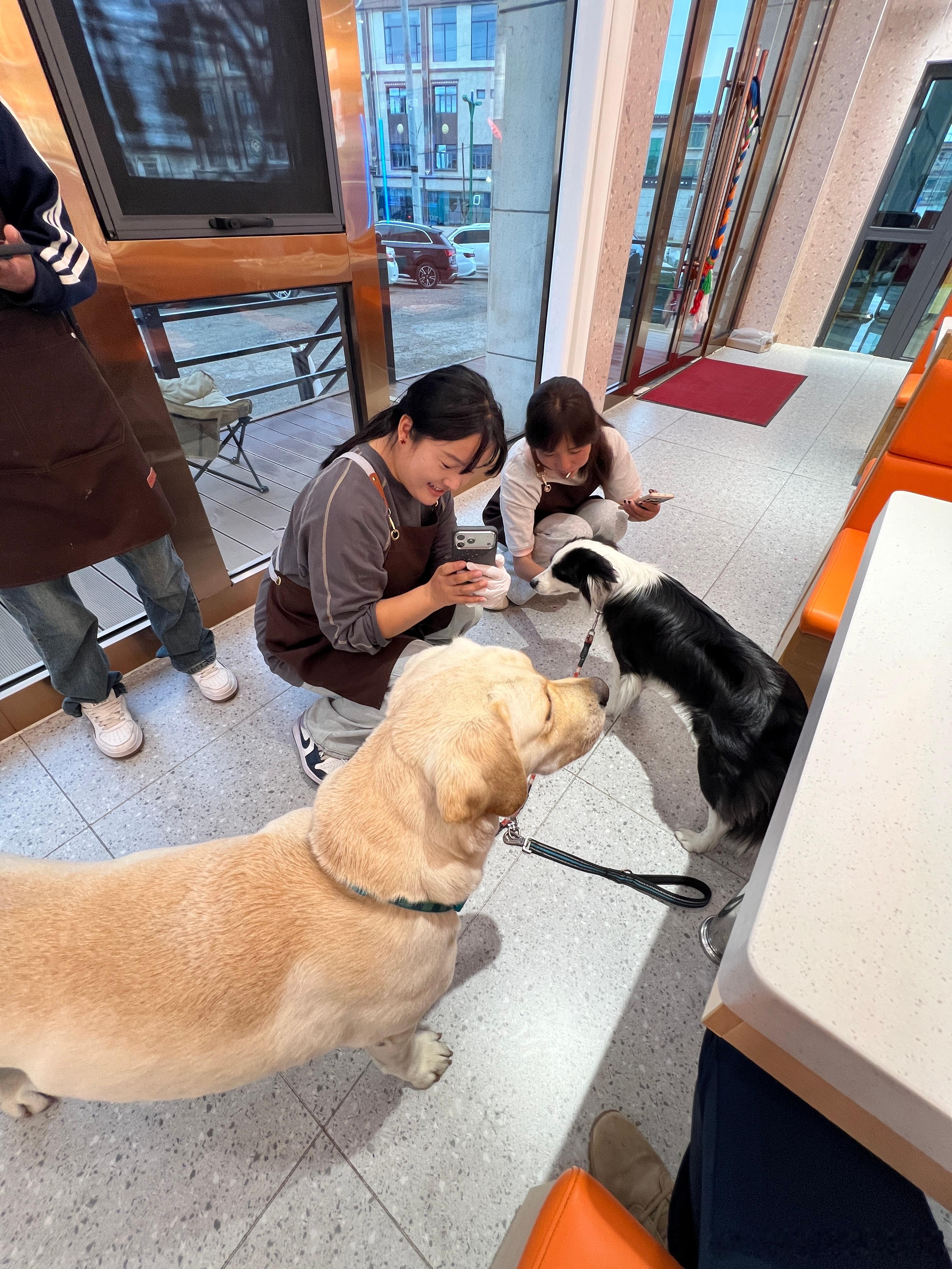 来酒店楼下餐厅凑合一口带着小狗的好处就是，小姐姐们咔咔喜欢围着摸啊拍照啊，情绪价