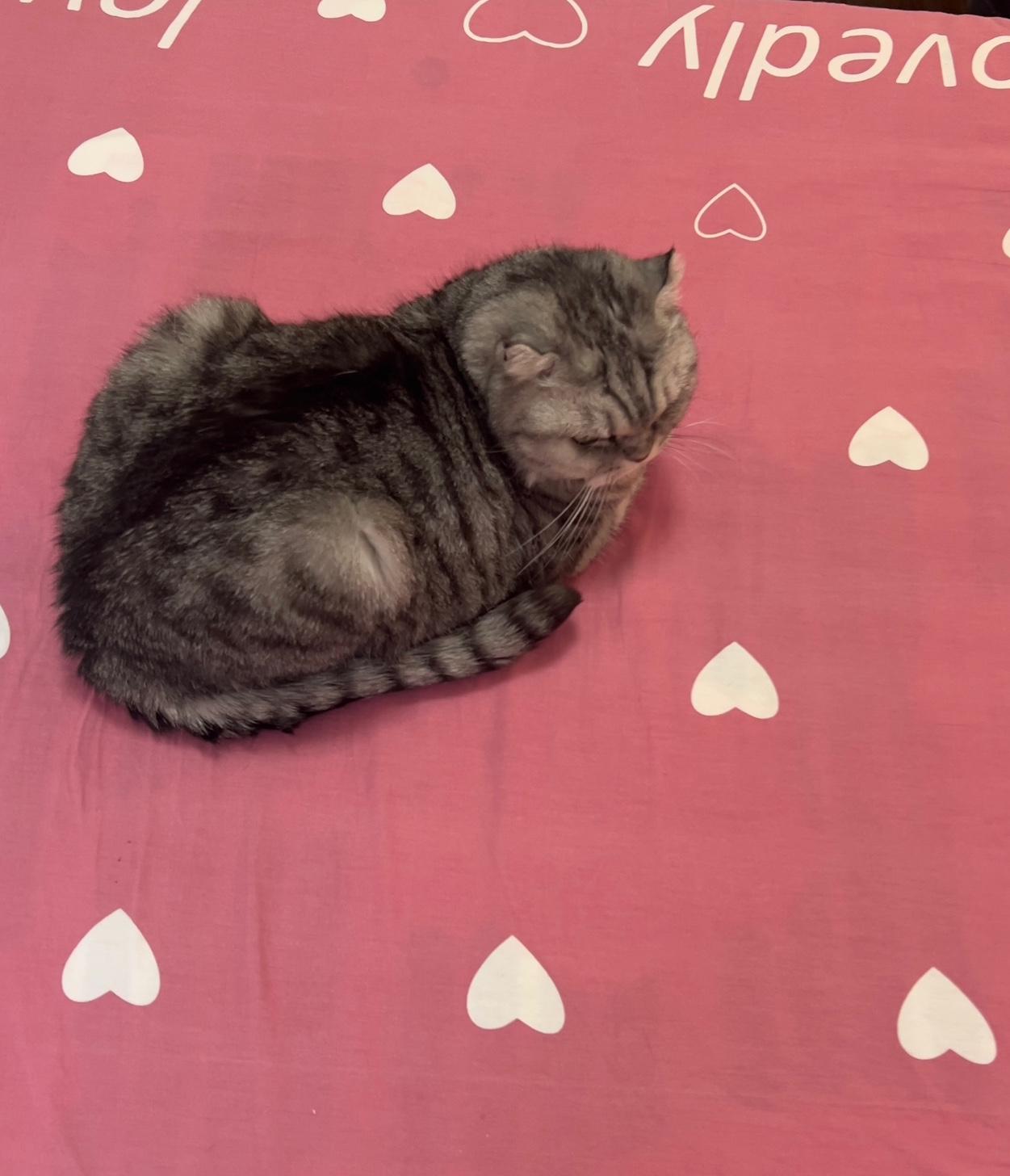 晒一晒你家的小猫咪