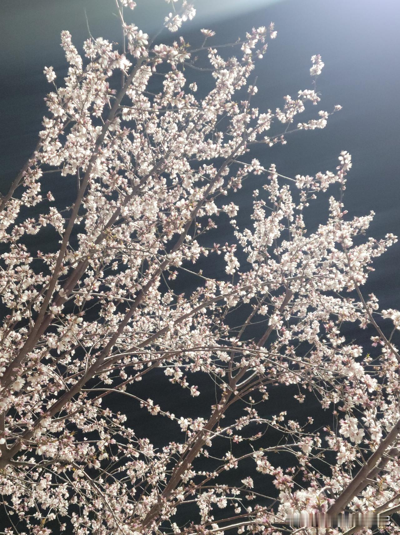 外甥女正在休产假带宝宝，可是却感冒了，水泥封鼻，刀片拉嗓，发烧，肺部跟要炸了一样
