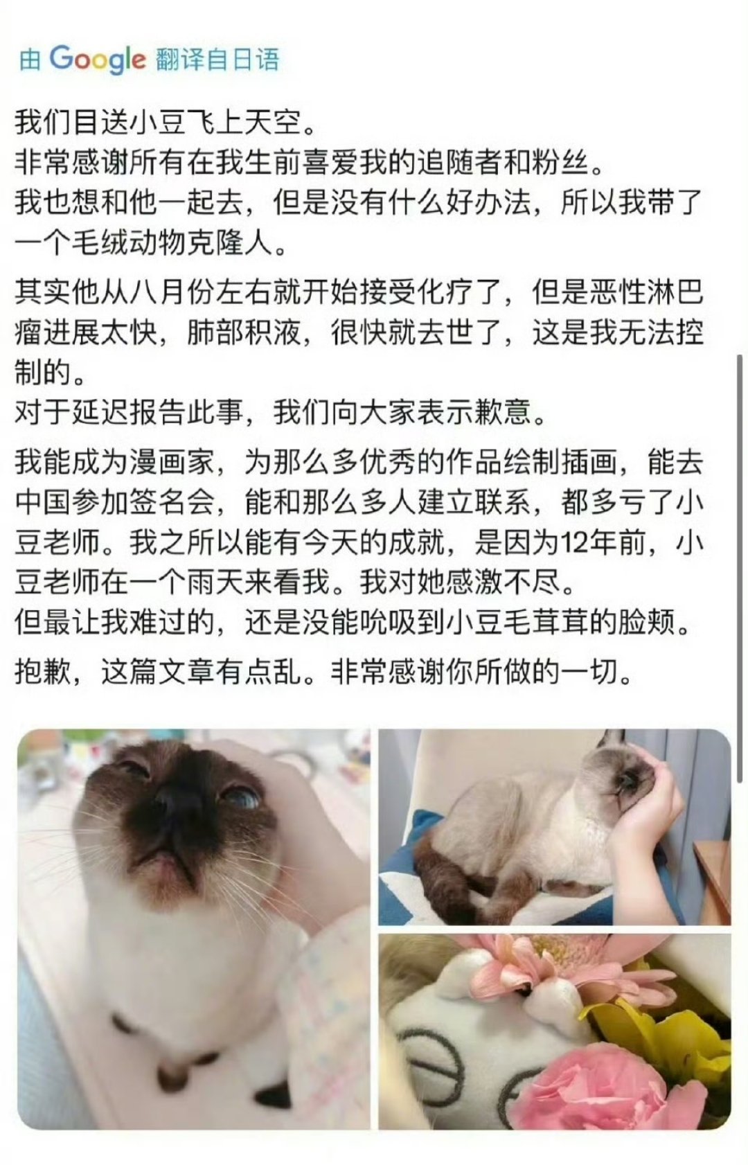 暹罗猫小豆泥的原型猫去喵星了​​​