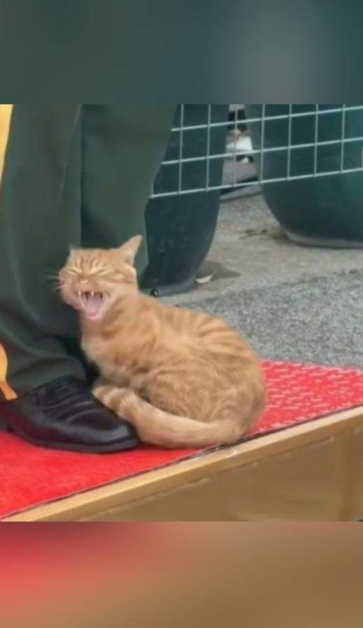 您敢相信吗！天安门的那只网红小橘猫，又准时过来“值班”了。近日在北京天安门