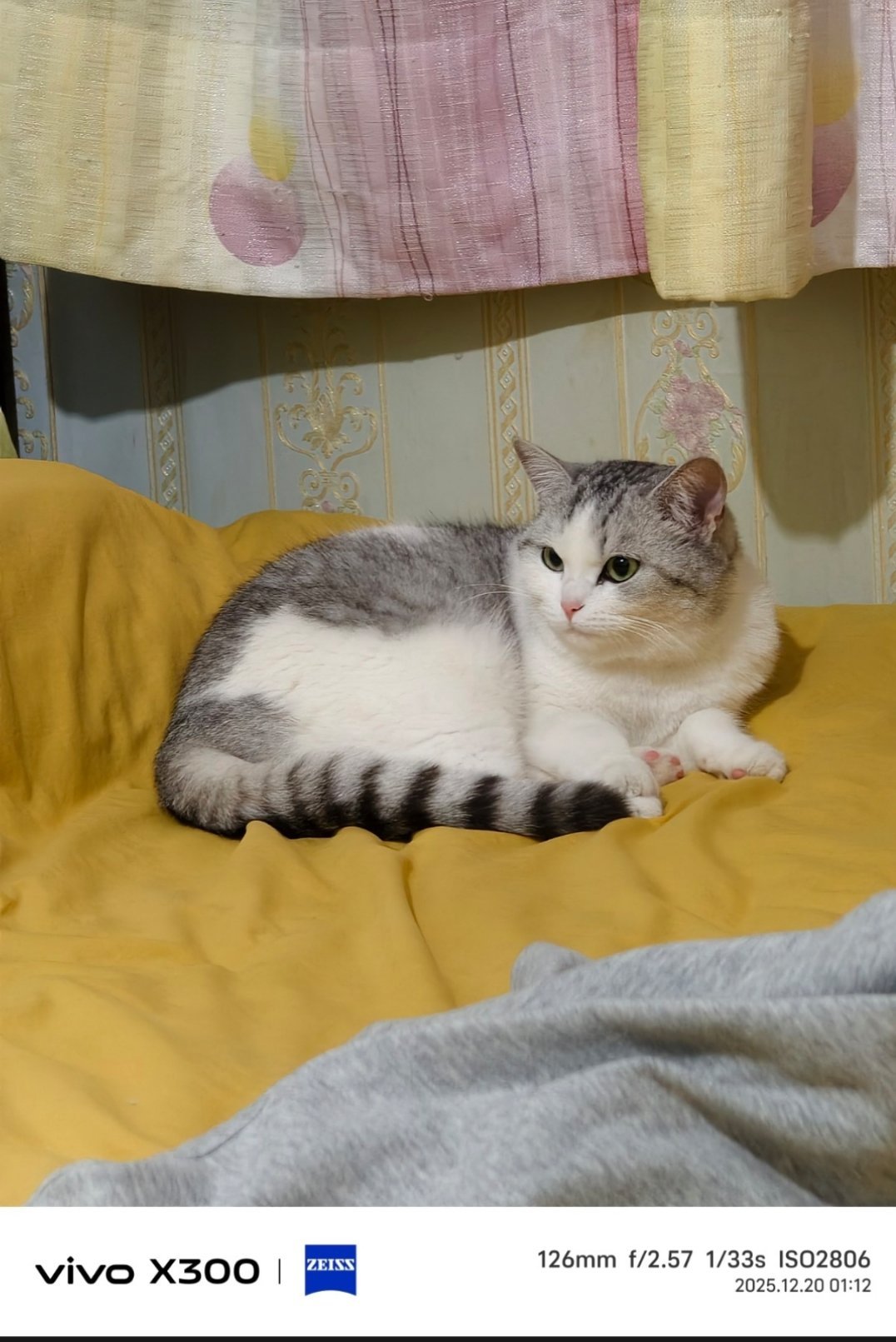 猫真有那么臭吗我作证，猫咪只有上厕所的时候是臭的，其他时候都是无色无味的