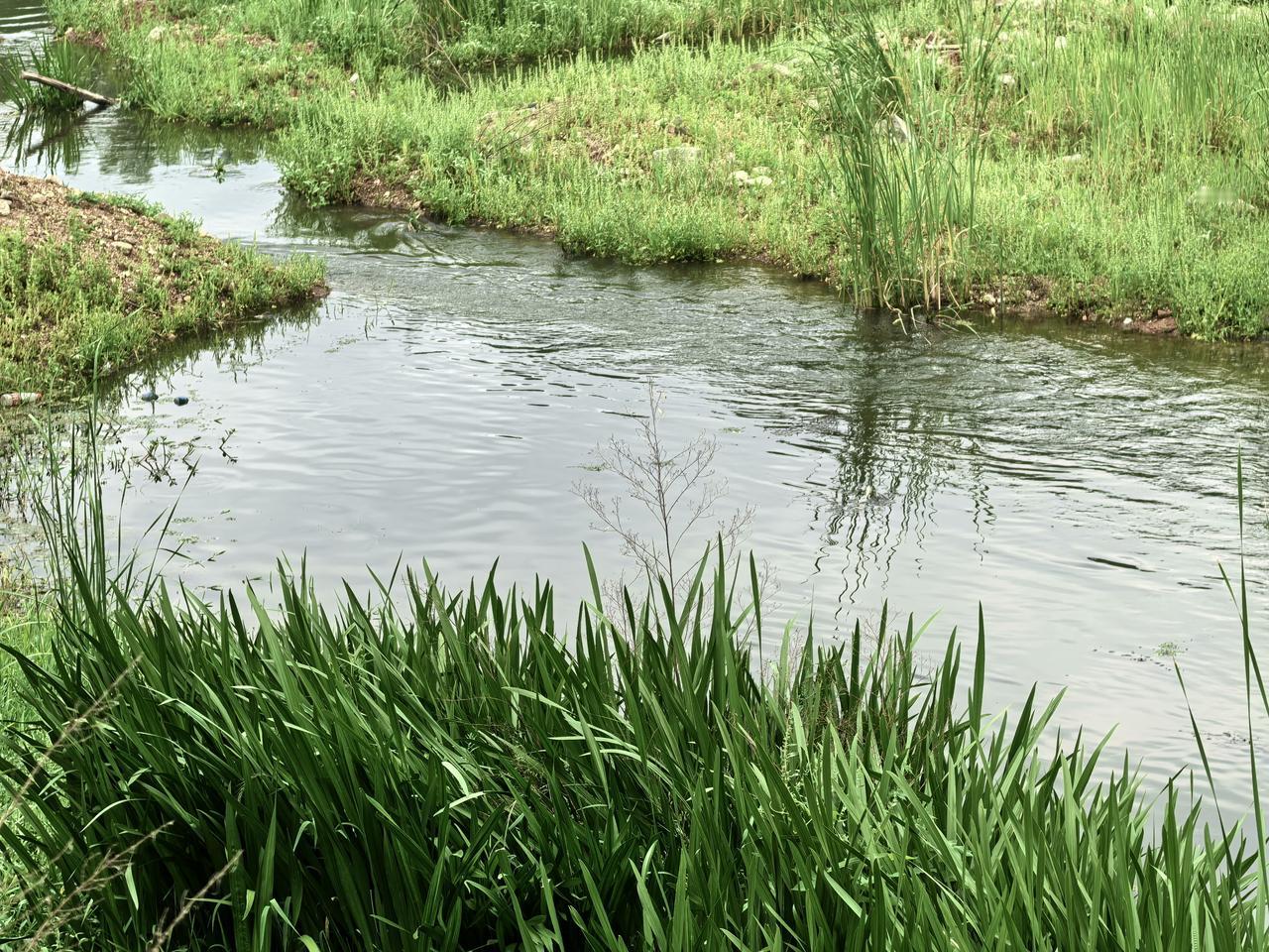 雨后的金线河水更清了。