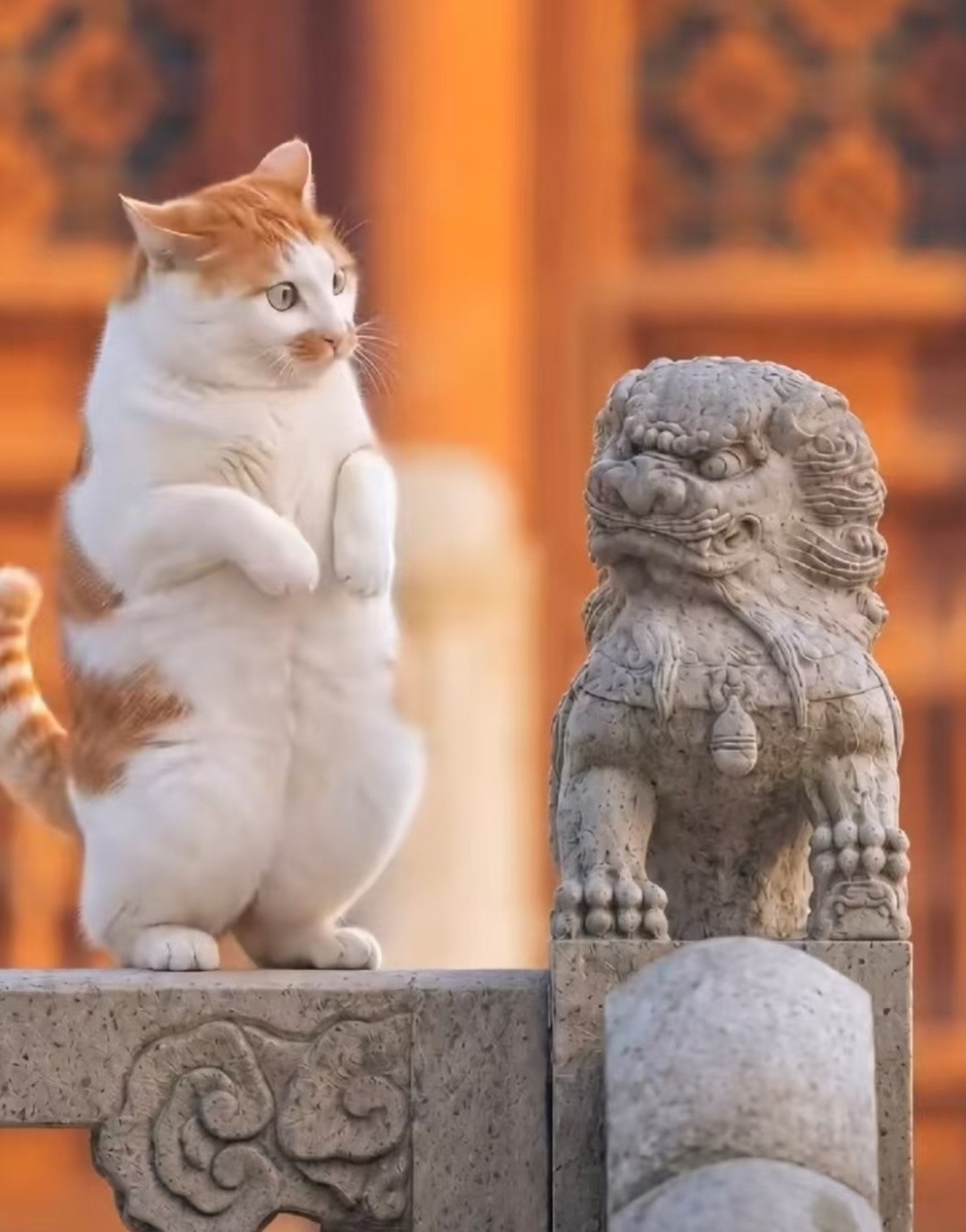i猫和e猫的区别​​​