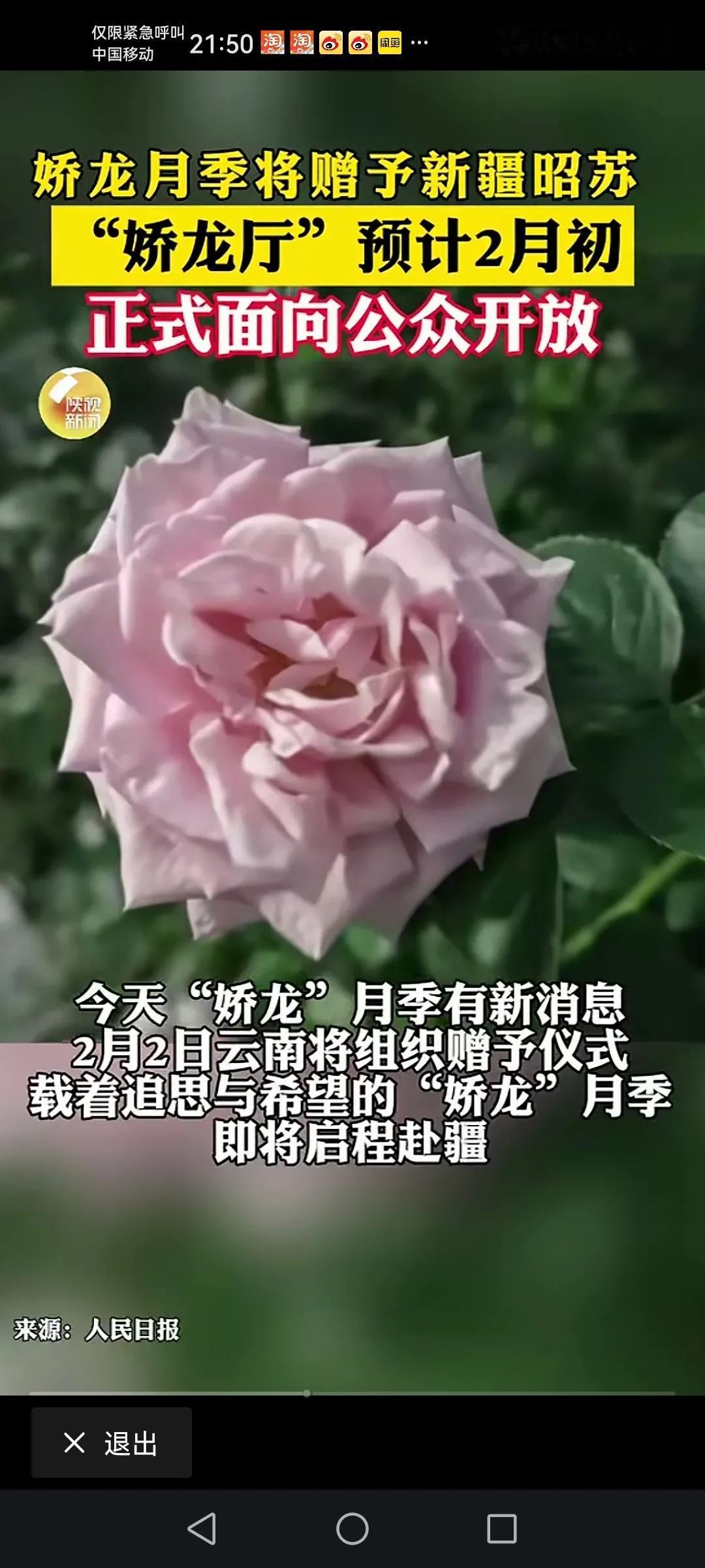 “娇龙月季”将由新彊昭苏相关人士从云南带回新疆种上。希望“娇龙月季”能在祖国大